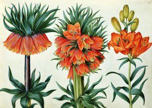 Crown Imperial Lily